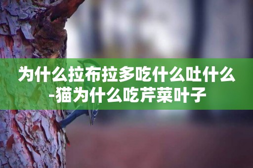 為什么拉布拉多吃什么吐什么-貓為什么吃芹菜葉子
