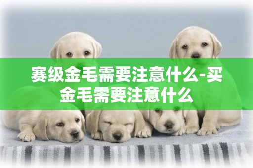 賽級金毛需要注意什么-買金毛需要注意什么