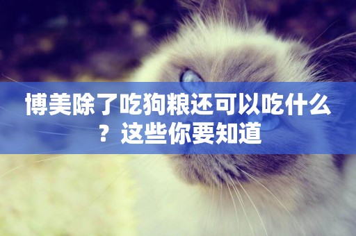 博美除了吃狗糧還可以吃什么？這些你要知道