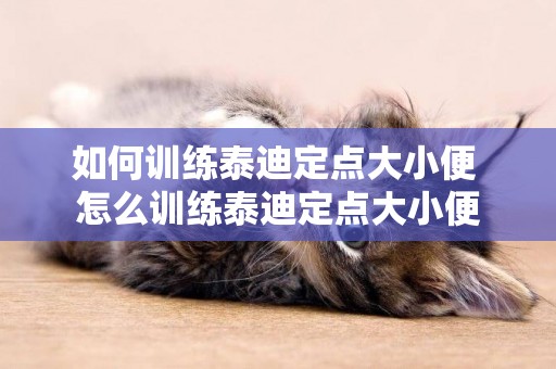 如何訓練泰迪定點大小便 怎么訓練泰迪定點大小便