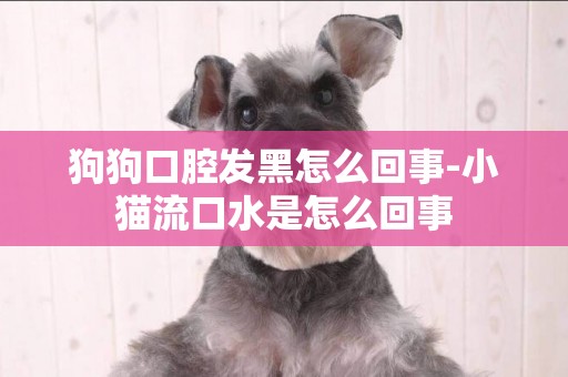 狗狗口腔發黑怎么回事-小貓流口水是怎么回事