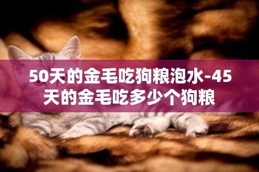 50天的金毛吃狗糧泡水-45天的金毛吃多少個狗糧
