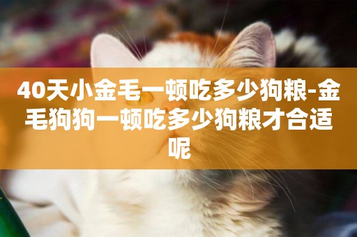 40天小金毛一頓吃多少狗糧-金毛狗狗一頓吃多少狗糧才合適呢
