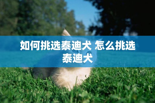 如何挑選泰迪犬 怎么挑選泰迪犬