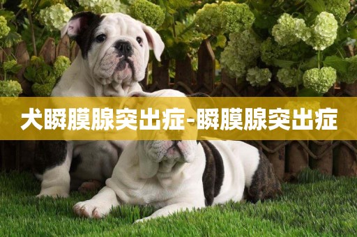 犬瞬膜腺突出癥-瞬膜腺突出癥