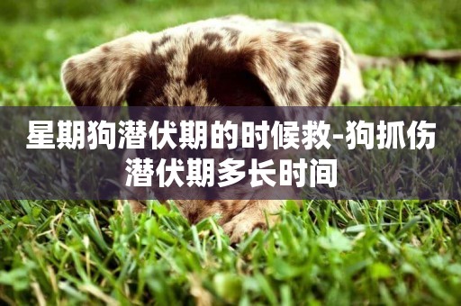 星期狗潛伏期的時候救-狗抓傷潛伏期多長時間