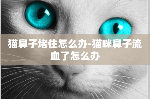 貓鼻子堵住怎么辦-貓咪鼻子流血了怎么辦