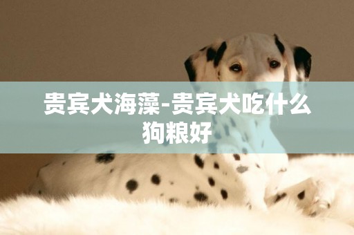 貴賓犬海藻-貴賓犬吃什么狗糧好