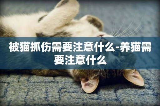 被貓抓傷需要注意什么-養貓需要注意什么