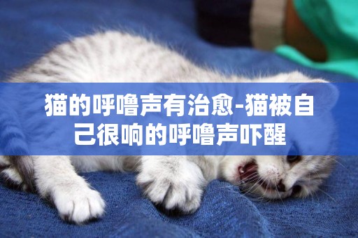 貓的呼嚕聲有治愈-貓被自己很響的呼嚕聲嚇醒