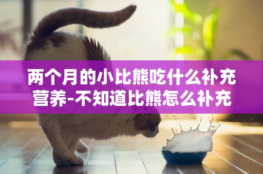 兩個月的小比熊吃什么補充營養-不知道比熊怎么補充營養