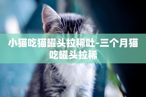 小貓吃貓罐頭拉稀吐-三個月貓吃罐頭拉稀