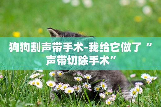 狗狗割聲帶手術-我給它做了“聲帶切除手術”