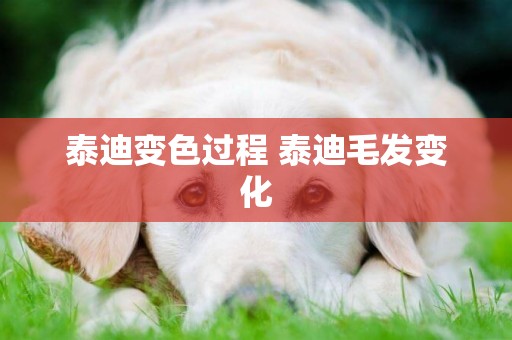 泰迪變色過程 泰迪毛發變化