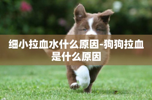 細小拉血水什么原因-狗狗拉血是什么原因