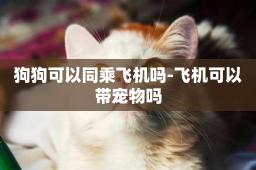 狗狗可以同乘飛機嗎-飛機可以帶寵物嗎