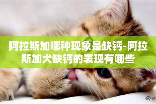 阿拉斯加哪種現象是缺鈣-阿拉斯加犬缺鈣的表現有哪些