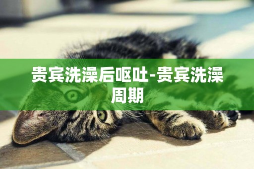貴賓洗澡后嘔吐-貴賓洗澡周期