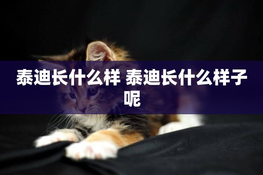 泰迪長什么樣 泰迪長什么樣子呢