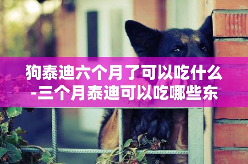 狗泰迪六個月了可以吃什么-三個月泰迪可以吃哪些東西了