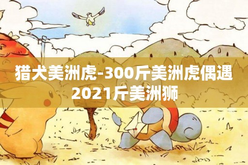 獵犬美洲虎-300斤美洲虎偶遇2021斤美洲獅