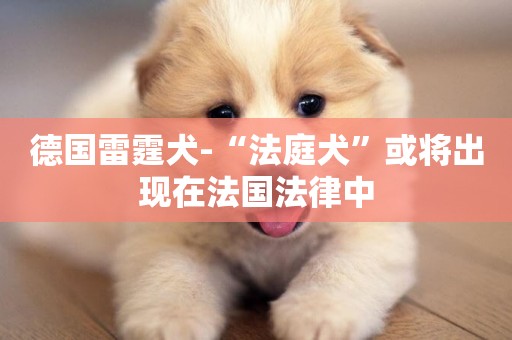 德國雷霆犬-“法庭犬”或將出現在法國法律中