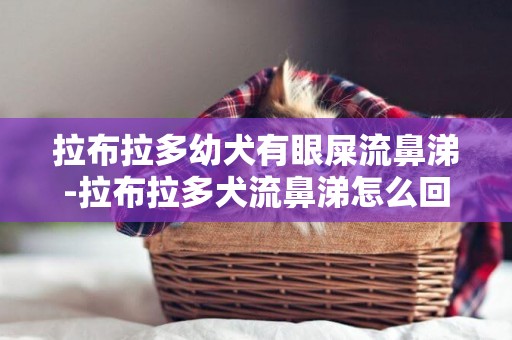 拉布拉多幼犬有眼屎流鼻涕-拉布拉多犬流鼻涕怎么回事