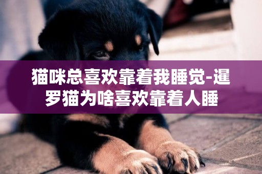 貓咪總喜歡靠著我睡覺-暹羅貓為啥喜歡靠著人睡