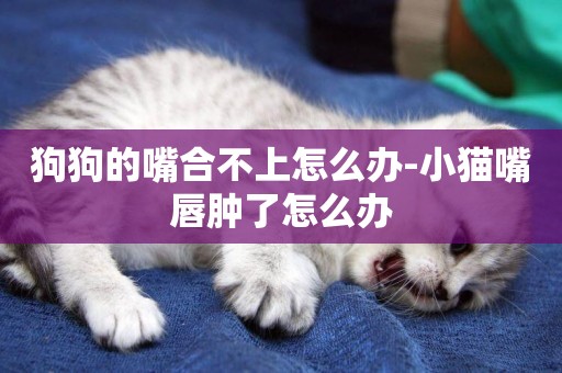 狗狗的嘴合不上怎么辦-小貓嘴唇腫了怎么辦