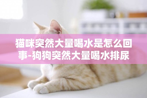 貓咪突然大量喝水是怎么回事-狗狗突然大量喝水排尿怎么回事