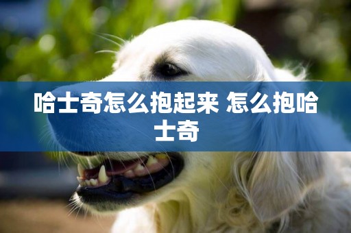 哈士奇怎么抱起來 怎么抱哈士奇