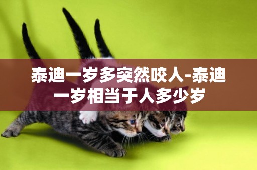 泰迪一歲多突然咬人-泰迪一歲相當于人多少歲