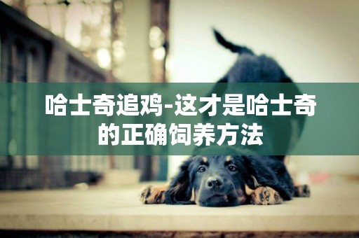 哈士奇追雞-這才是哈士奇的正確飼養方法