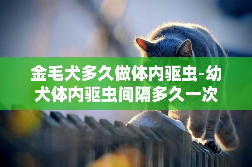 金毛犬多久做體內驅蟲-幼犬體內驅蟲間隔多久一次