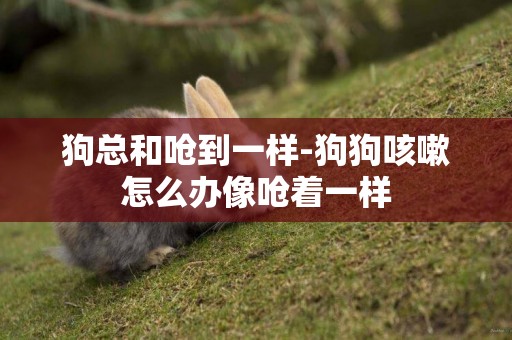 狗總和嗆到一樣-狗狗咳嗽怎么辦像嗆著一樣