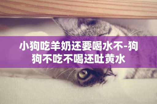 小狗吃羊奶還要喝水不-狗狗不吃不喝還吐黃水