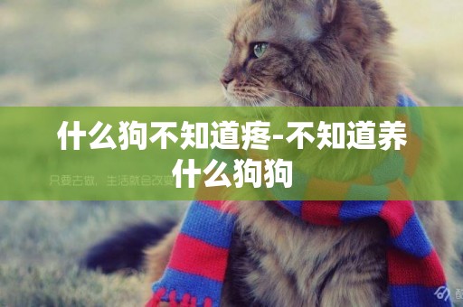 什么狗不知道疼-不知道養什么狗狗