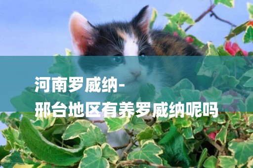 河南羅威納-
邢臺地區有養羅威納呢嗎