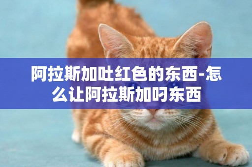 阿拉斯加吐紅色的東西-怎么讓阿拉斯加叼東西