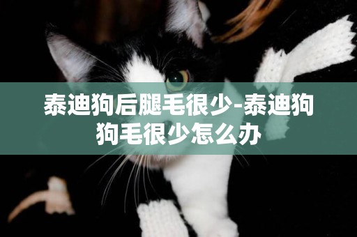 泰迪狗后腿毛很少-泰迪狗狗毛很少怎么辦