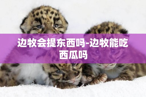 邊牧會提東西嗎-邊牧能吃西瓜嗎