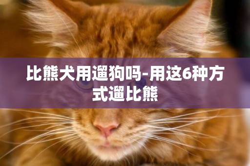 比熊犬用遛狗嗎-用這6種方式遛比熊