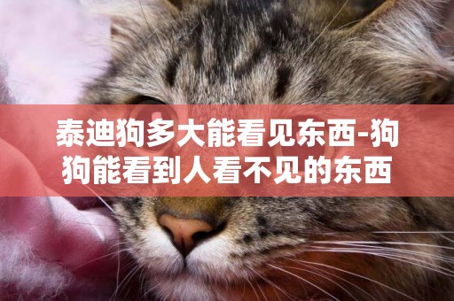 泰迪狗多大能看見東西-狗狗能看到人看不見的東西