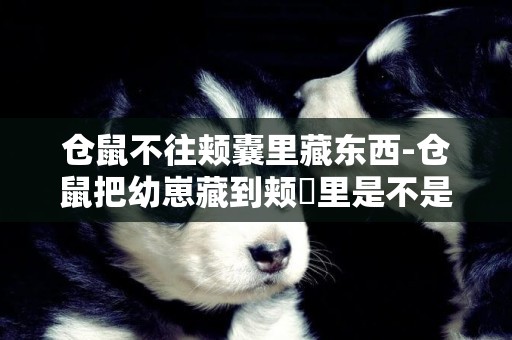 倉鼠不往頰囊里藏東西-倉鼠把幼崽藏到頰嚢里是不是會死