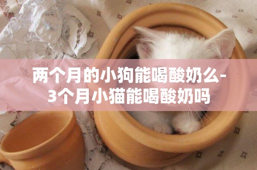 兩個月的小狗能喝酸奶么-3個月小貓能喝酸奶嗎