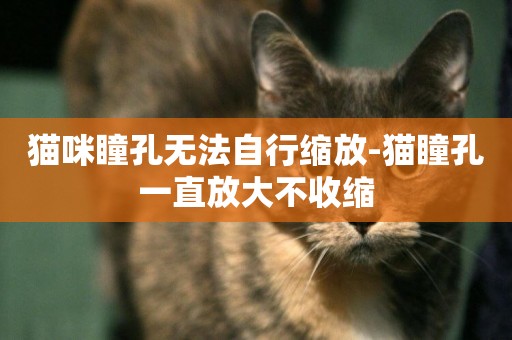 貓咪瞳孔無法自行縮放-貓瞳孔一直放大不收縮