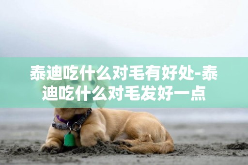 泰迪吃什么對毛有好處-泰迪吃什么對毛發好一點