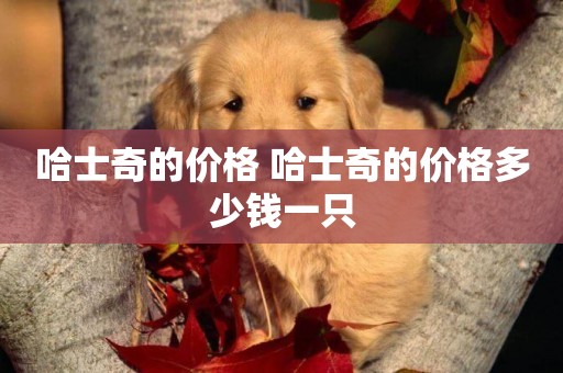 哈士奇的價格 哈士奇的價格多少錢一只