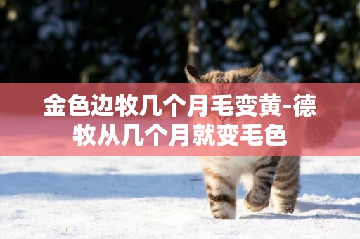 金色邊牧幾個月毛變黃-德牧從幾個月就變毛色