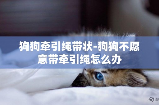 狗狗牽引繩帶狀-狗狗不愿意帶牽引繩怎么辦